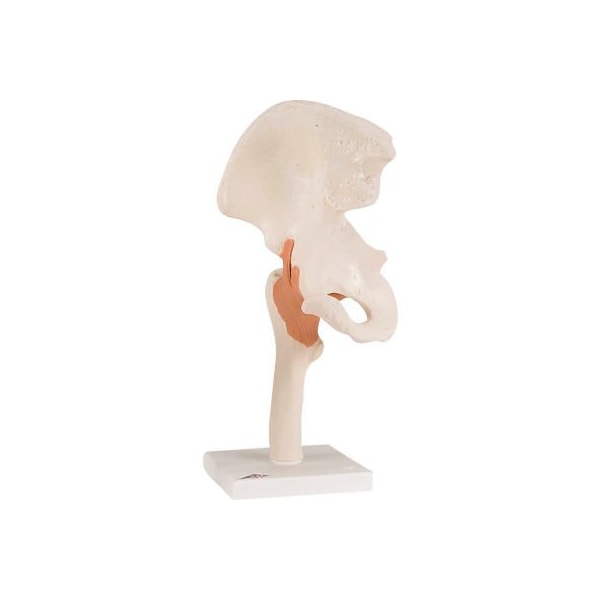 3B Anatomical Model - Functional Hip Joint